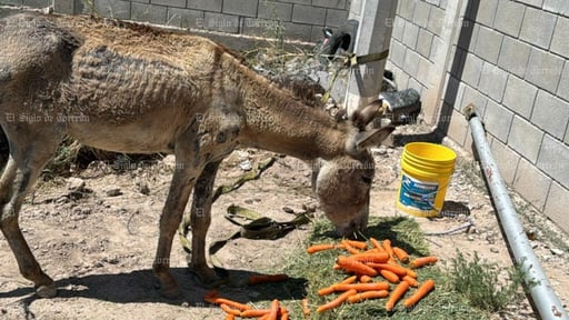 Imagen Torreón busca reemplazo de carromatos por vehículos motorizados; burrito rescatado se recupera