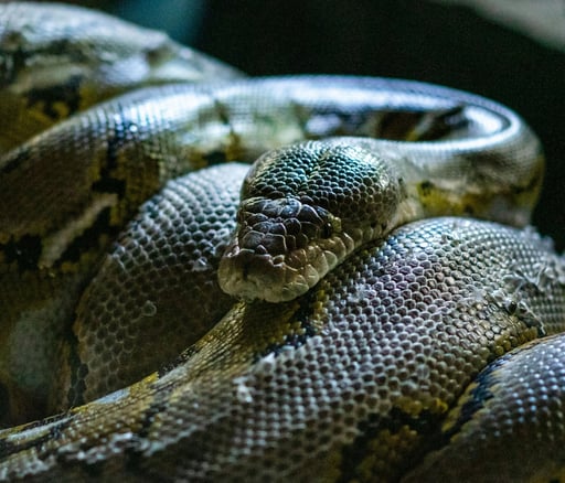 La anaconda más grande del mundo pesa casi 200 kilos. [Pexels]