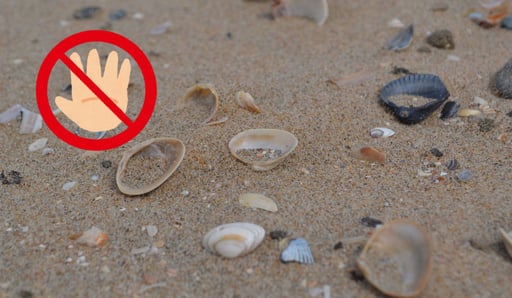 Imagen ¿Por qué no debes llevarte las conchas del mar a tu casa si sales de vacaciones?