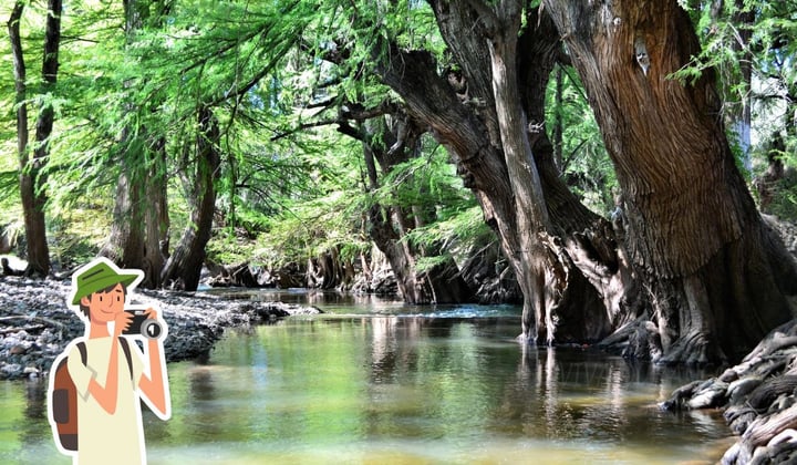 ¿Qué actividades puedes realizar en Los Salones, Durango? Un paraje rodeado de ahuehuetes