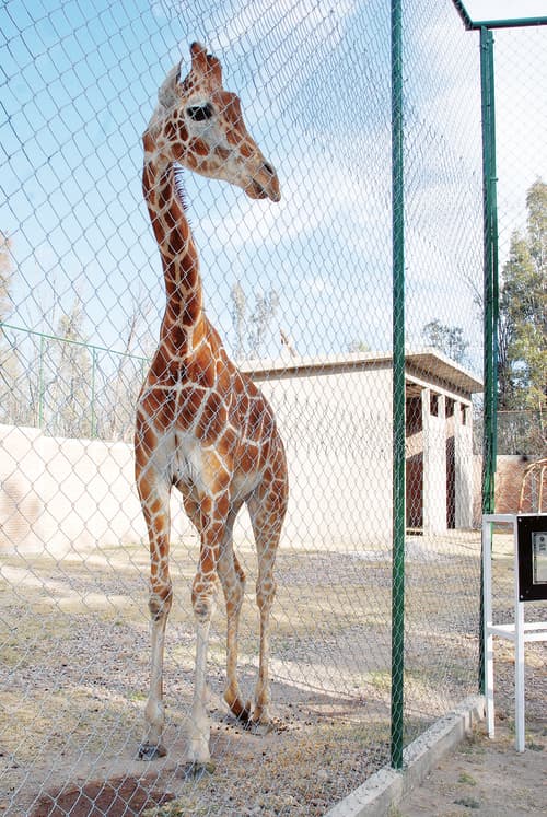 Ejemplar. La jirafa fue comprada por 375 mil pesos y llegó al Zoológico Sahuatoba como parte de los festejos del 30 aniversario; murió el jueves a los seis años.