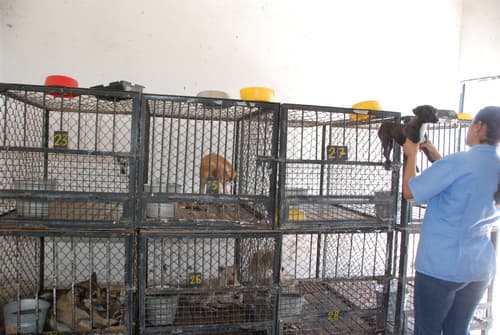 Instalaciones. Es necesario realizar algunos cambios en las instalaciones del refugio para mascotas del Municipio. JOSÉ JUAN TORRES/ EL SIGLO DE DE DURANGO