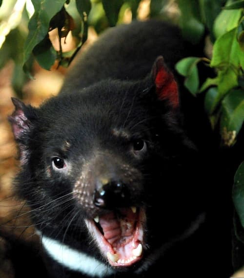Australia los colocó en la lista de especies en peligro de extinción. Cálculos recientes prevén que estos animales desaparecerán en los próximos 25 años sino se frena la pandemia.
