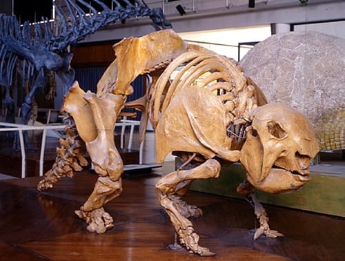Un fósil de gliptodonte, mamífero que habitó en las tierras americanas hace unos 30.000 años, fue localizado en el departamento uruguayo de Soriano.