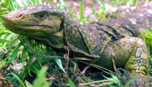 Un lagarto de la nueva especie 'Varanus bitatawa'. (EFE)