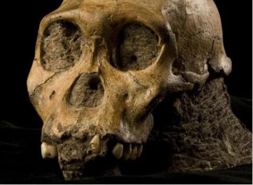 Cráneo del esqueleto del 'Australopithecus sediba' encontrado en Sudáfrica.| Science