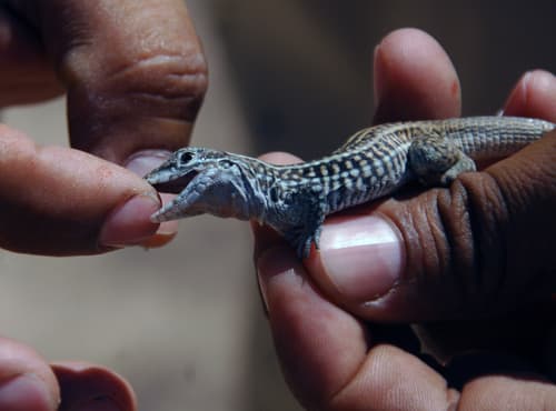 Conciencia. La Sierra del Sarnoso tiene especies endémicas que podrían realizar grandes aportaciones a la sociedad si se preserva su hábitat o de lo contrario desaparecerán.