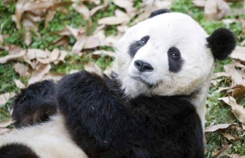 Una panda gigante, especie en peligro de extinción, fue presentada como la nueva atracción del Zoológico Guadalajara.
