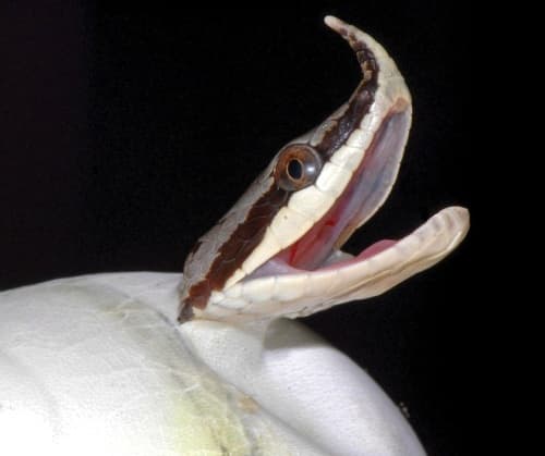 Después de las ranas y las abejas, las serpientes son los animales que podrían desaparecer de la Tierra, según un reciente estudio que asegura que la población de las especies de reptiles en el mundo se ha reducido de manera drástica.