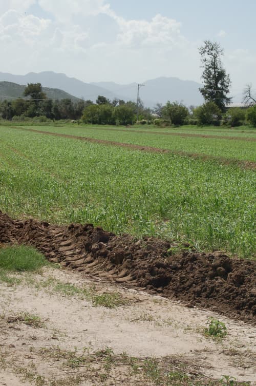 Riesgo. Para los campesinos, ha resultado más seguro sembrar forrajes, y así evitan los robos. EL SIGLO DE TORREÓN / ARCHIVO