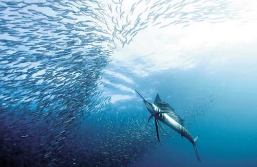 Las sardinas huyen despavoridas de los pez vela. El pez vela puede alcanzar hasta 100 km/h.