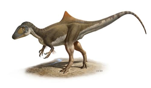Se trata de un ejemplar de terópodo de hace unos 125 millones de años (Cretácico Inferior) llamado científicamente 'Concavenator corcovatus', que significa 'el cazador jorobado de Cuenca'.