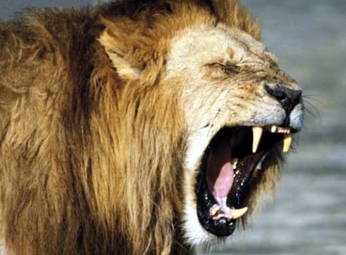 Un felino en cautiverio se abalanzó contra un hombre en el casino MGM Grand de Las Vegas, quien salvó la vida de milagro porque una leona se interpuso entre él y el enardecido macho. (Archivo)