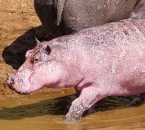El pequeño hipopótamo tiene un comportamiento tímido y suele caminar acompañado de su madre.