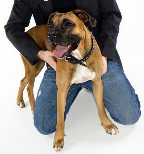 A menudo, los menores piden a sus padres que les regalen un perro, pero ¿qué tan viable es que los niños tengan perros'.