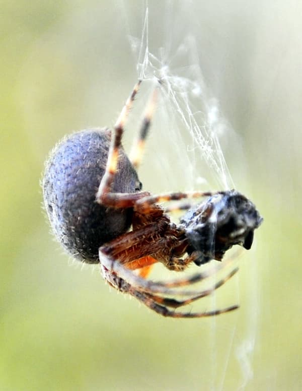 Araña cobweb