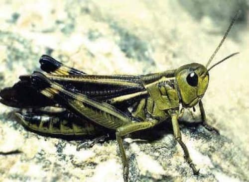 Revela estudio que los órganos sexuales del saltamontes Platycleis affinis conforman el 14 por ciento de su peso. Sí los hombres tuvieran una proporción similar, cada testículo pesaría cinco kilos.