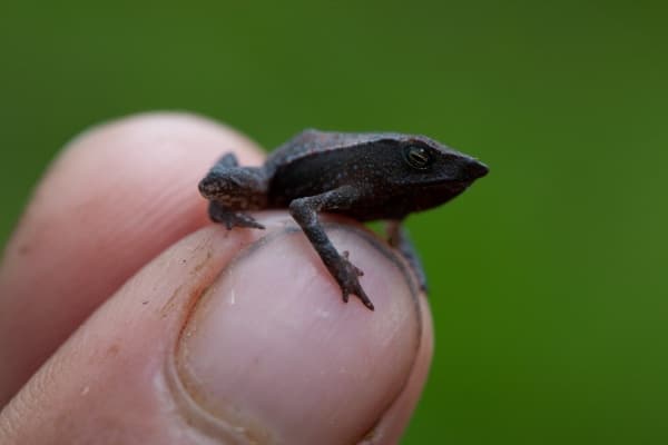 as tres especies fueron halladas durante el día, cuando se encontraban activas, comportamiento que los científicos creen que es inusual para la mayoría de los anfibios. (EFE)