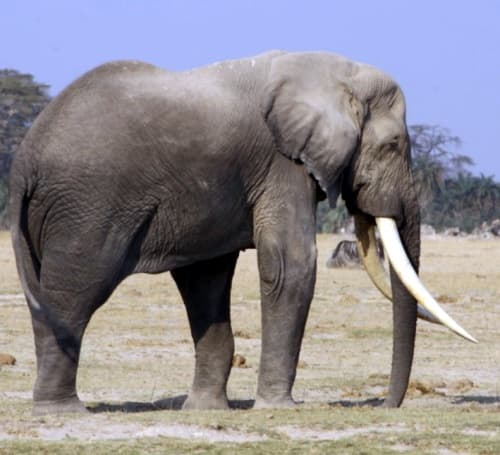 La evolución del tamaño de los mamíferos está ligada a la temperatura y a la extensión de la superficie de la tierra emergida según un estudio.