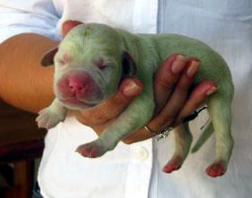 El dueño del perro le puso de nombre 'Hulk', en honor al superhéroe de dibujos animados, que se caracteriza por su color verde intenso. (EFE)
