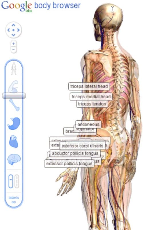 Lanza Google mapa 3D del cuerpo humano
