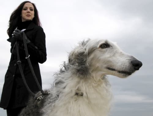 Angelina Guerrero de la Facultad de Psicología de la UNAM considera que los humanos son egoístas al pensar que los animales pueden suplantar su soledad.