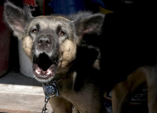 Un perro no entiende lo que le decimos. Por más que le hablemos, lo que él interpreta son nuestros gestos y estados de ánimo. Por ello, es necesario entender que su forma de expresarse principalmente es ladrando.