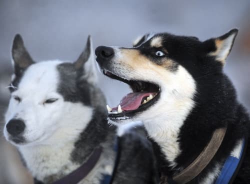 Una investigación identificó que existen componentes químicos correspondientes a diferentes tipos de cáncer que circulan por el cuerpo humano y que un perro puede oler.