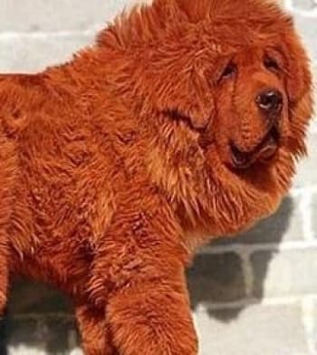 El cachorro, de origen tibetano, mide un metro de altura y pesa 90 kilos. Fue vendido a un magnate chino por 16 millones de pesos.
