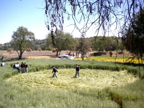 Raro. Círculos aparecen en campos de avena de la unidad de riego La Vega.