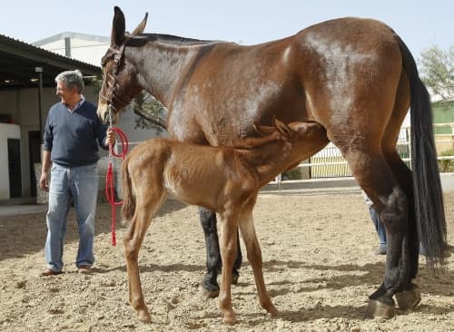 Es el segundo caso donde un animal estéril por un defecto genético puede parir. (EFE)