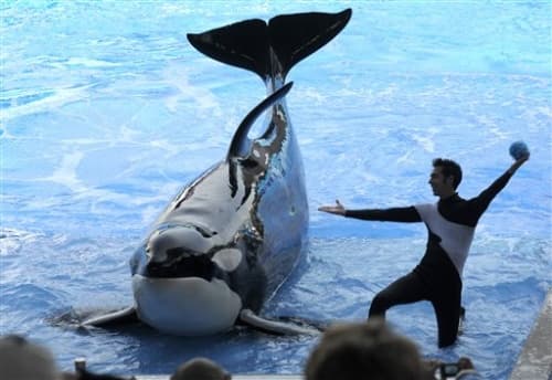 Tilikum ahogó a Dawn Brancheau, el 24 de febrero del año pasado y no ha participado en ningún espectáculo desde entonces. (AP)