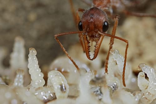 Algunos insectos se sumergen pero mantienen a salvo a la colonia, logrando sobrevivir a inundaciones.