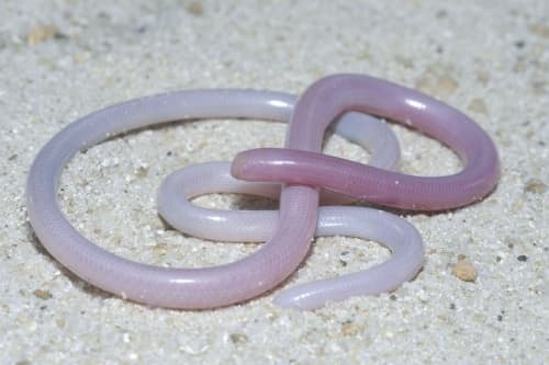 La pequeña llevaba dos semanas con dolor de cabeza sin sospechar que tenía una especie de sanguijuela desconocida en el mundo. (Archivo)