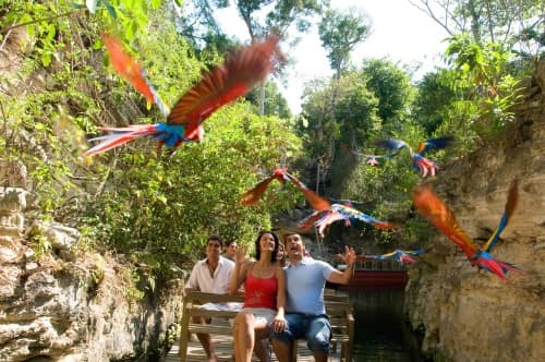La organización internacional Guinness World Records otorgó el Certificado al parque ecológico Xcaret en el Caribe mexicano por la reproducción masiva de 105 guacamayas en 2009.