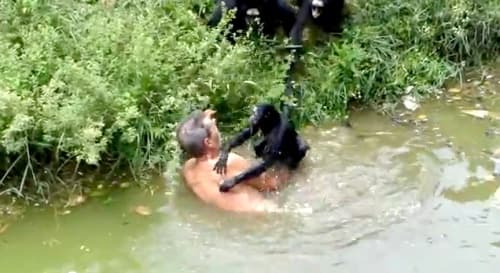 Joao Leite dos Santos fue atacado por varios monos tras saltar al agua mientras estaba ebrio. 
