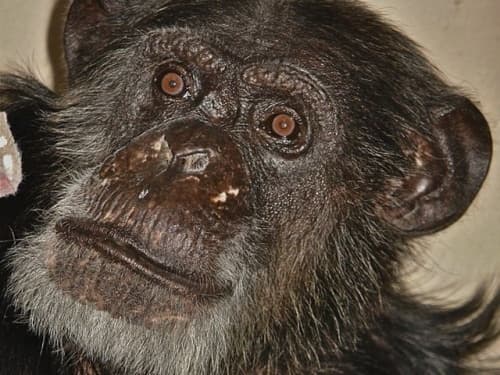 Un cuidador del refugio para animales de Florida que anunció la muerte a los 80 años de la mona Chita, la incansable compañera de Tarzán, defendió la edad del simio muerto y su identidad.