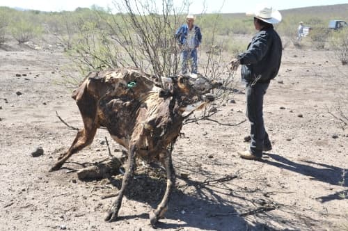 Alertan que hasta el momento se han dañado 2 millones de hectáreas y han muerto 100 mil cabezas de ganado por la falta de agua y alimento.