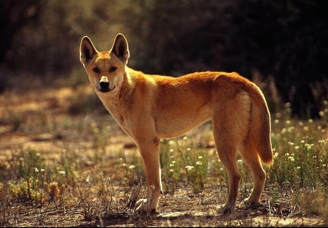 La justicia australiana reabrió por cuarta vez el caso de la desaparición y muerte del bebé Azaria Chamberlain, en 1980, cuyos padres aseguran que fue robada por un perro salvaje.