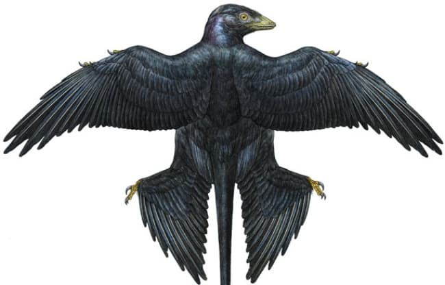 El microrraptor que vivió hace 130 millones de años es el ejemplo más antiguo de un animal con plumaje tornasol.