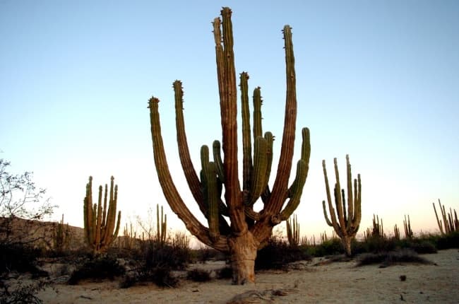 Las cactáceas constituye el grupo de plantas suculentas más amplio, con aproximadamente 200 géneros y 2.500 especies.