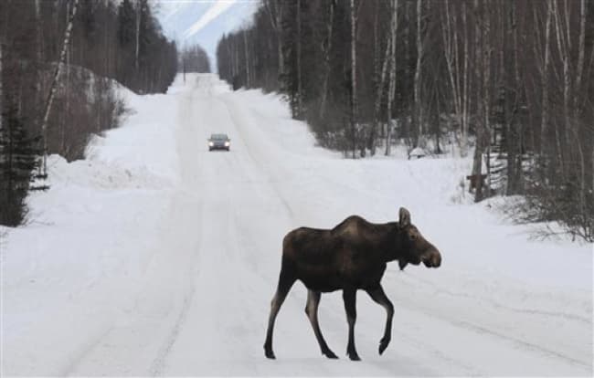 El clima extremoso ha afectado no solamente a Alaska, sino a muchos de los 48 estados colindantes del país. (AP)