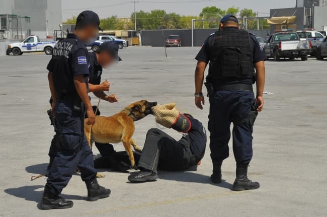 Misión. Hunter es un perro policía que siempre está dispuesto a salvar la vida de las personas en peligro, además es un experto en la detección de drogas, y lo que más le gusta hacer es jugar con los niños.