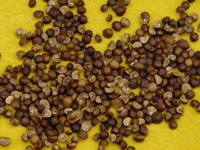 Investigadores estadounidenses descubrieron en un nuevo estudio que los frijoles saltarines mexicanos no se mueven al azar.