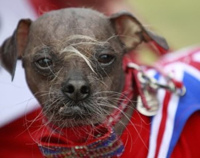 Con su morro corto, mirada fija y enormes bigotes blancos, un perro crestado chino ha ganado el título de Perro Más Feo del Mundo en el concurso anual en el norte de California. (AP)