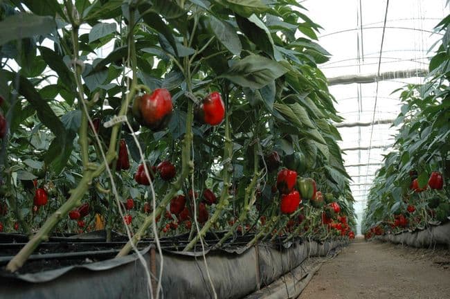 Menos agua. Estiman expertos que al aplicar la agroplasticultura el consumo de agua bajaría en 50%. (Cnmsf.gob.do)