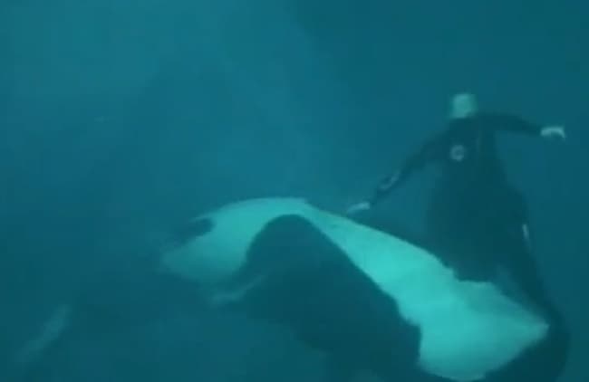 La ballena tomó al entrenador por el pie.