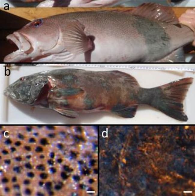 Unas manchas oscuras en tres especies de truchas han sido identificadas como tumores cancerosos, se cree que la alta radiación que recibe la zona es la culpable.