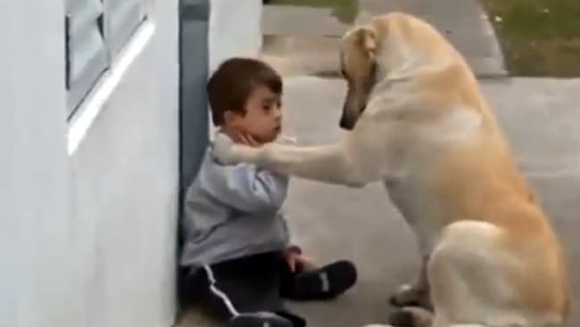 En el video se ve como el perro se mantiene al tanto de lo que hace al pequeño, de hecho, en una parte literalmente abraza al niño. (Imagen tomada del video)