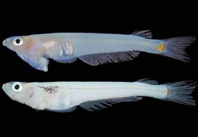 La rara especie marina hallada en un río de Vietnam cuenta con la peculiaridad de poseer los órganos sexuales bajo la garganta, tanto el macho como la hembra.